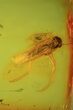 Fossil Fly (Diptera) In Baltic Amber #69301-3